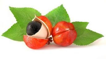 The guarana fruit is a major ingredient in the Gigant